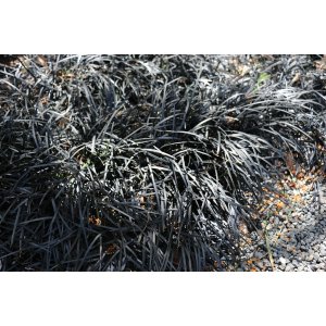 Bradník (Ophiopogon planiscapus) ´NIGER´ kont. C2L